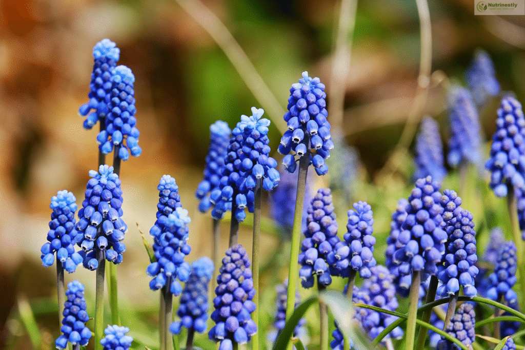 blue graps
