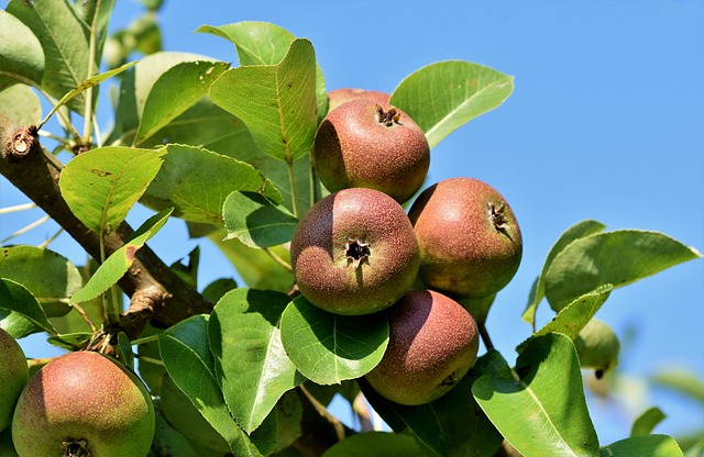 Apple Protein