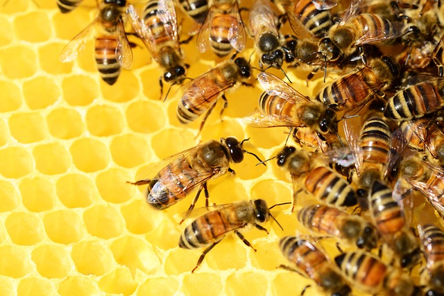 Clover Honey