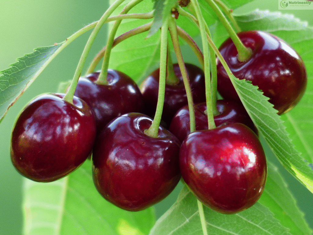 cherry seeds cherry seeds