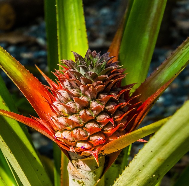 Pineapple Chutney
