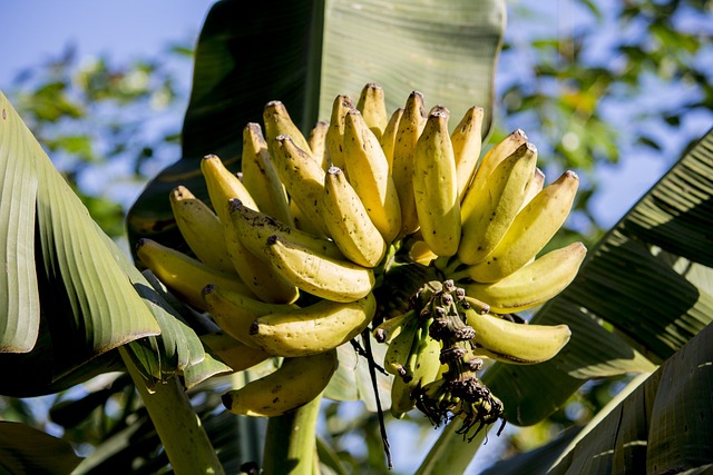 Banana Nutrition